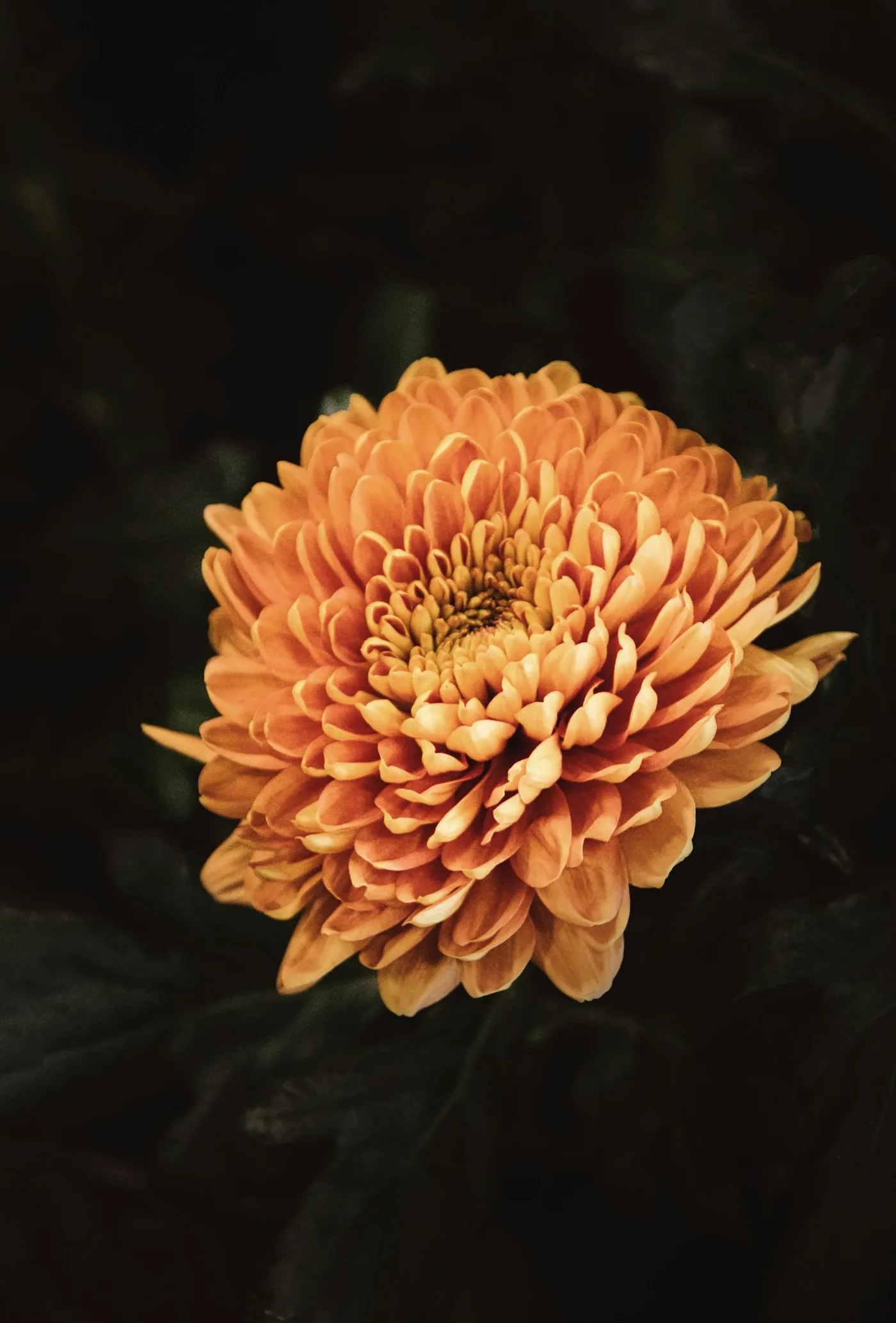 Orange dahlia photographed against dark foliage